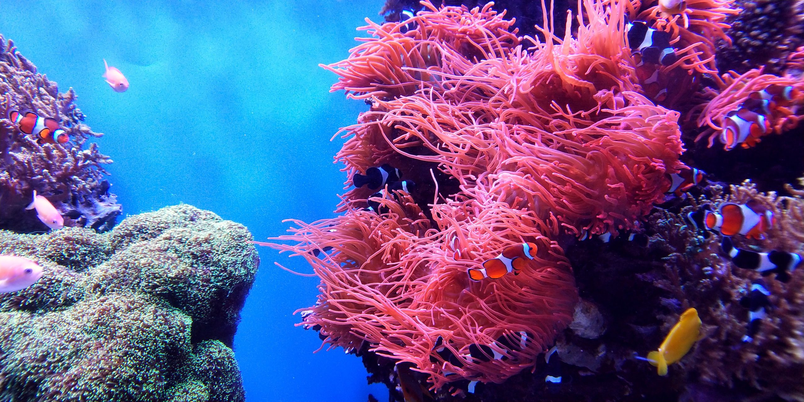 koralowa rafa