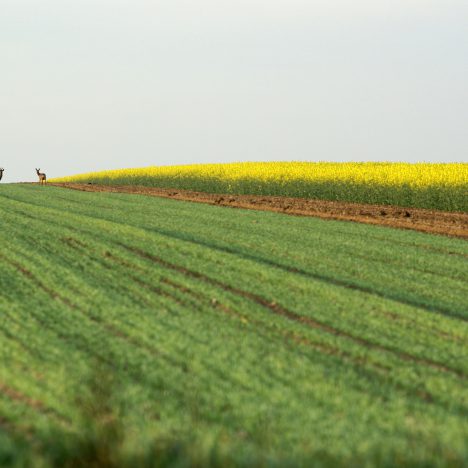 Pokój na wynajem w Gorcach – Jak wybrać idealne miejsce na wypoczynek?