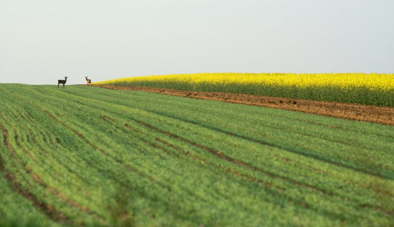 Przytulna agroturystyka otoczona zielenią – idealne noclegi w Gorcach.