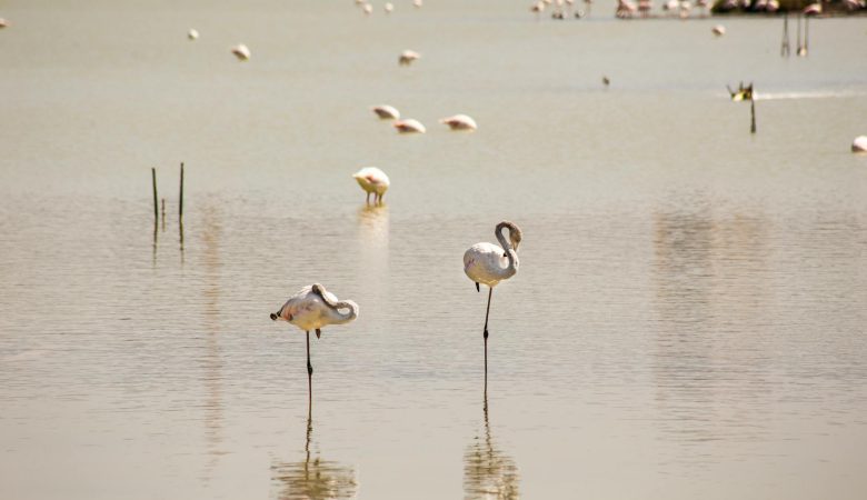 Rezerwaty przyrody i parki narodowe – jak zwiedzać z szacunkiem?